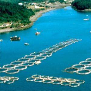 salmonfarms