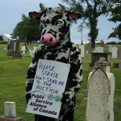 cow