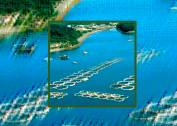 Controversial pesticide approved for salmon farms