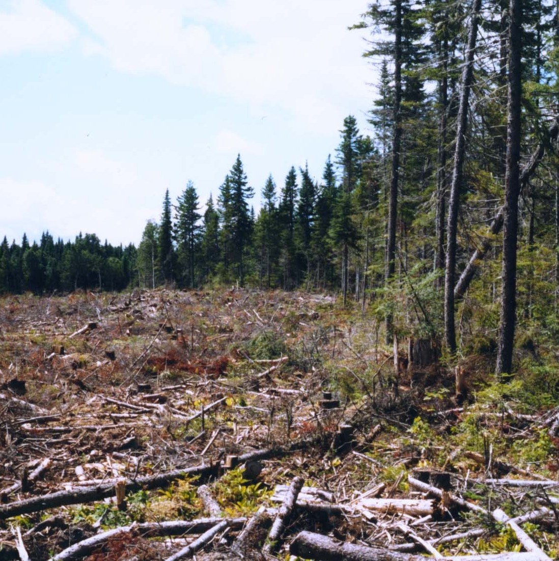 clearcut1