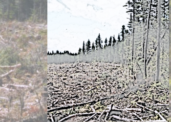 New Brunswick’s forestry policy needs improvement