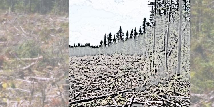 New Brunswick’s forestry policy needs improvement