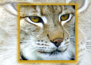 Protect our forests to save jobs and wildlife
