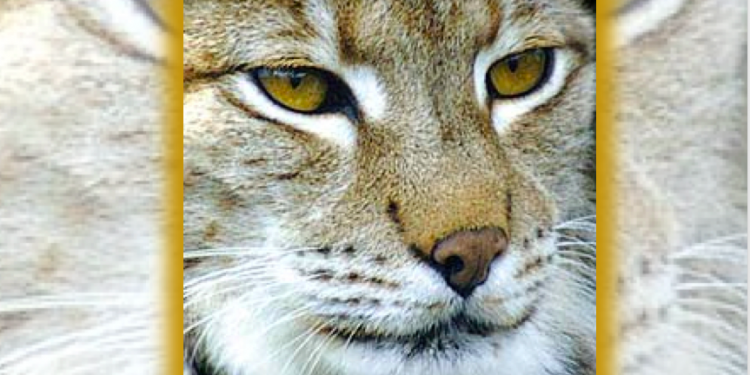 Protect our forests to save jobs and wildlife