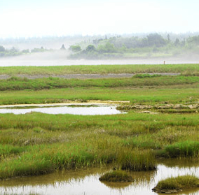 nbwetland
