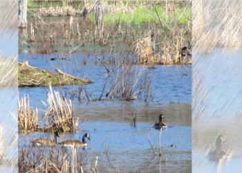 When is a wetland not a wetland? CCNB Action says Minister is failing wetlands