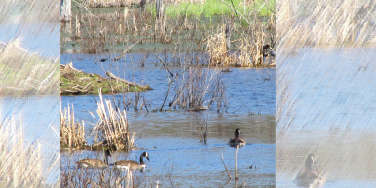 When is a wetland not a wetland? CCNB Action says Minister is failing wetlands