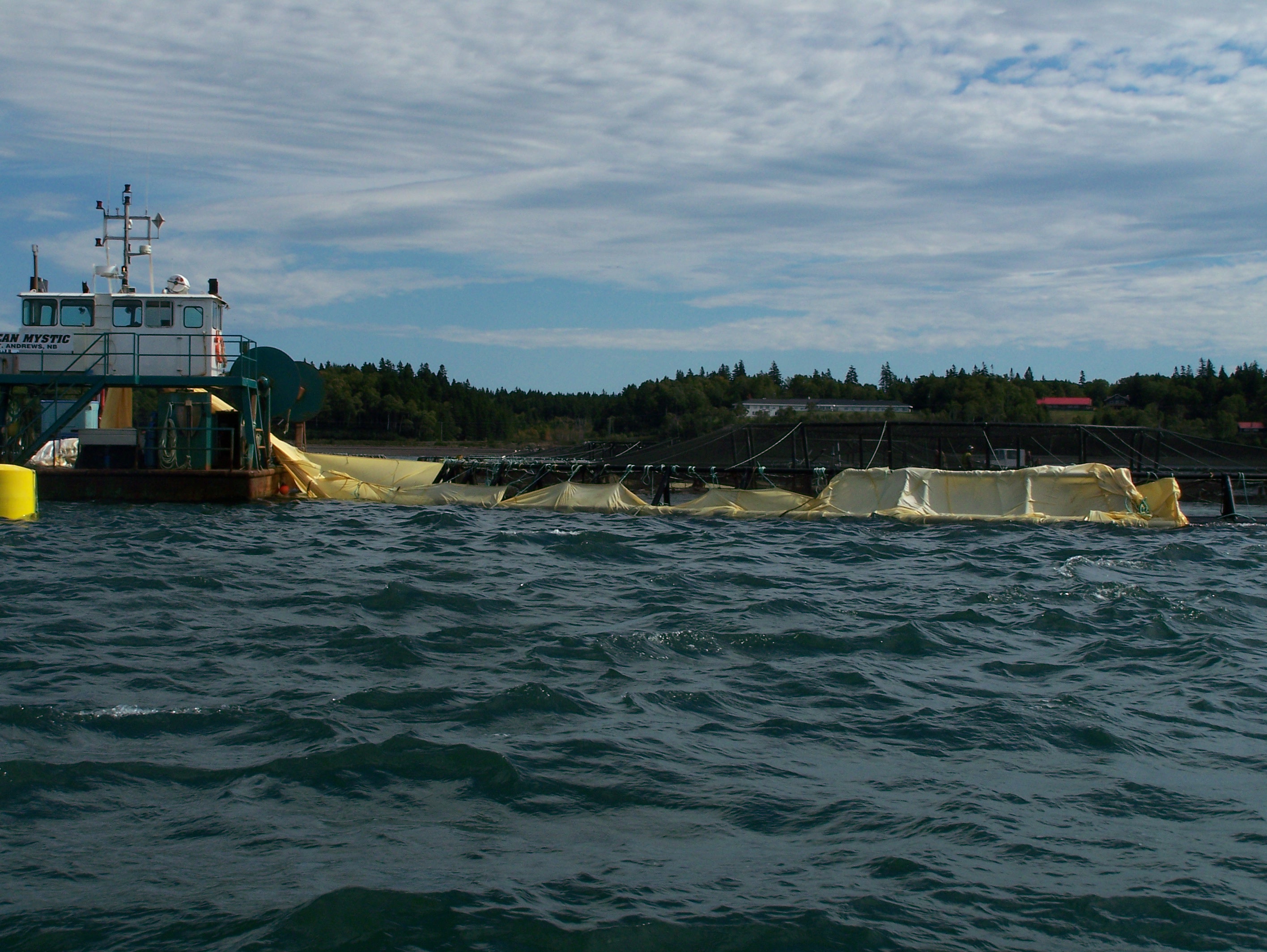 Tarps being placed around a salmon pen off Campobello Island. Tarps like these are used for some pesticide treatment on salmon farms. Photo - David Thompson