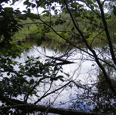 The wetland found at the Sunset berry fields and forest site. Photo: Nadine Ives. sunsetwetland