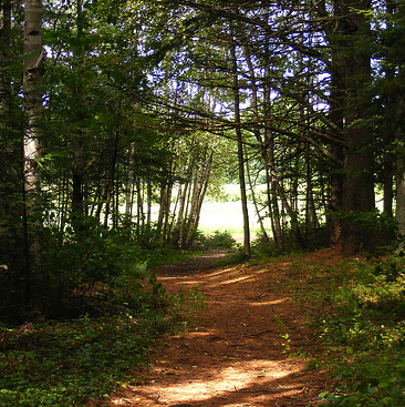 Forest trails at the city-owned Sunset berry fields site on Fredericton's north side. Photo: Nadine Ives. trails
