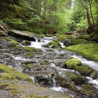 forest-water