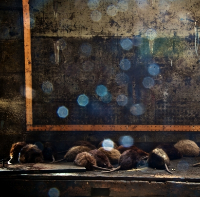 rats-janicewrightcheney