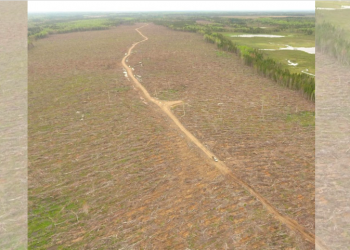 New Brunswick forest in crisis, provincial government in denial