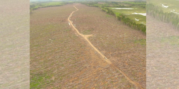 New Brunswick forest in crisis, provincial government in denial