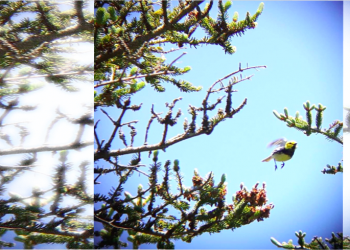 The Acadian Forest