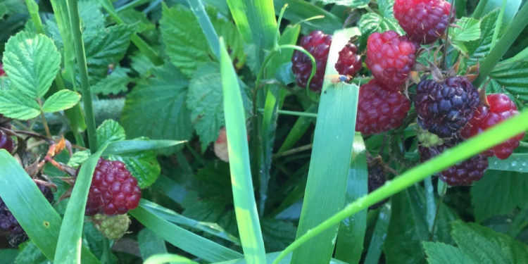 Go east, young woman – A letter from New Brunswick’s future #5