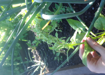 Gardening the margins – A letter from New Brunswick’s future #9