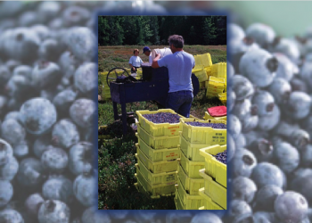 Farmers require urgent support to ensure food security in New Brunswick