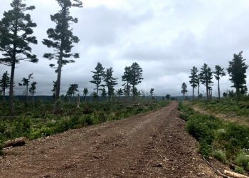 Researcher finds New Brunswick’s tree species will shift with climate change