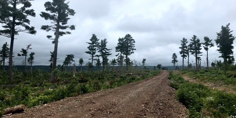 Researcher finds New Brunswick’s tree species will shift with climate change