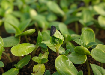 Why “saying no to GMO” is good for the small farms and the environment