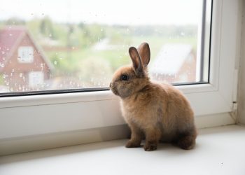 Animal testing: animal cruelty?