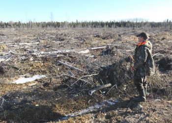 The clearcut from our kitchen window