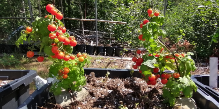 40 ways to increase food sovereignty this season