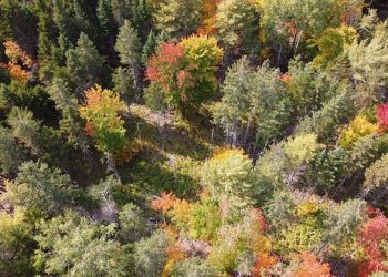 Maine Legislature approves ban on aerial spraying of herbicides in forests