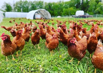 L’agriculture régénératrice comme outil de cooptation du capital