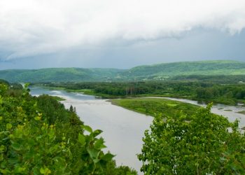 Forest degradation drives losses of bird habitat and population